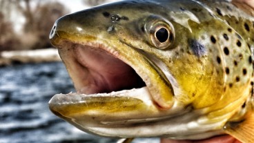Madison River Brown Trout